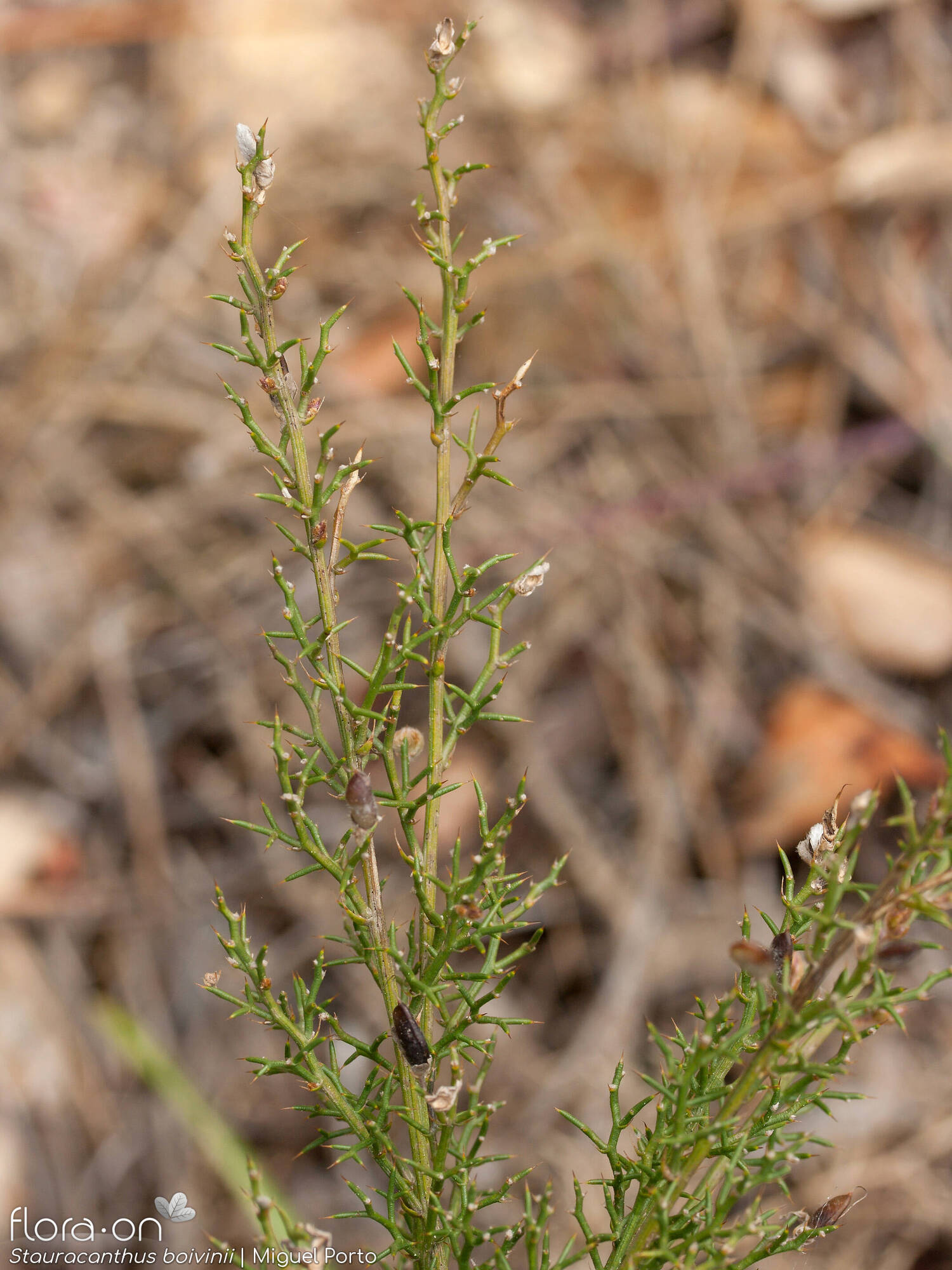 Stauracanthus boivinii - Ramo | Miguel Porto; CC BY-NC 4.0