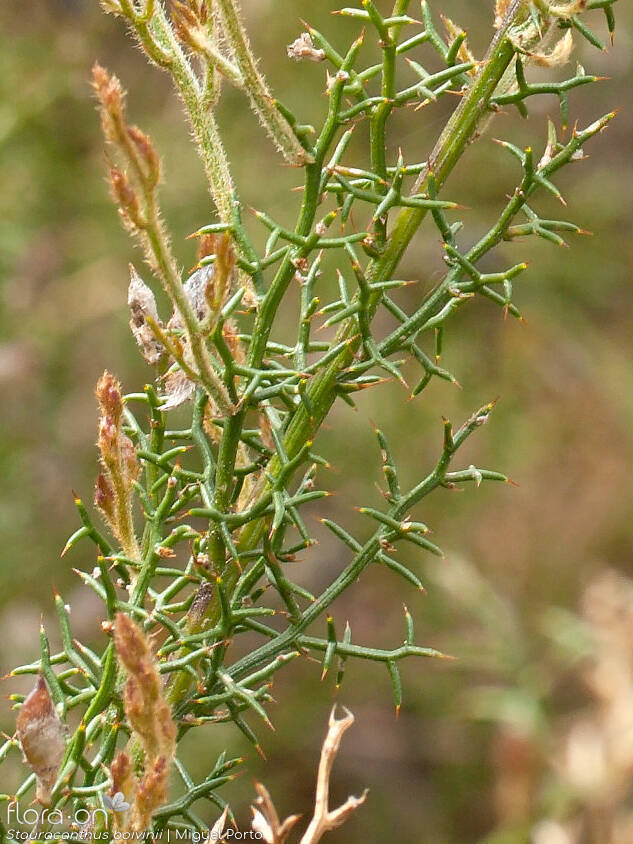 Stauracanthus boivinii - Folha (geral) | Miguel Porto; CC BY-NC 4.0