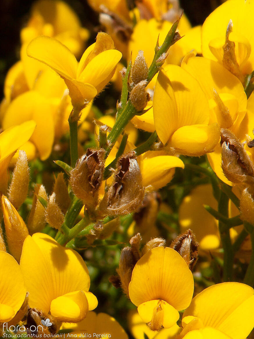 Stauracanthus boivinii - Flor (close-up) | Ana Júlia Pereira; CC BY-NC 4.0