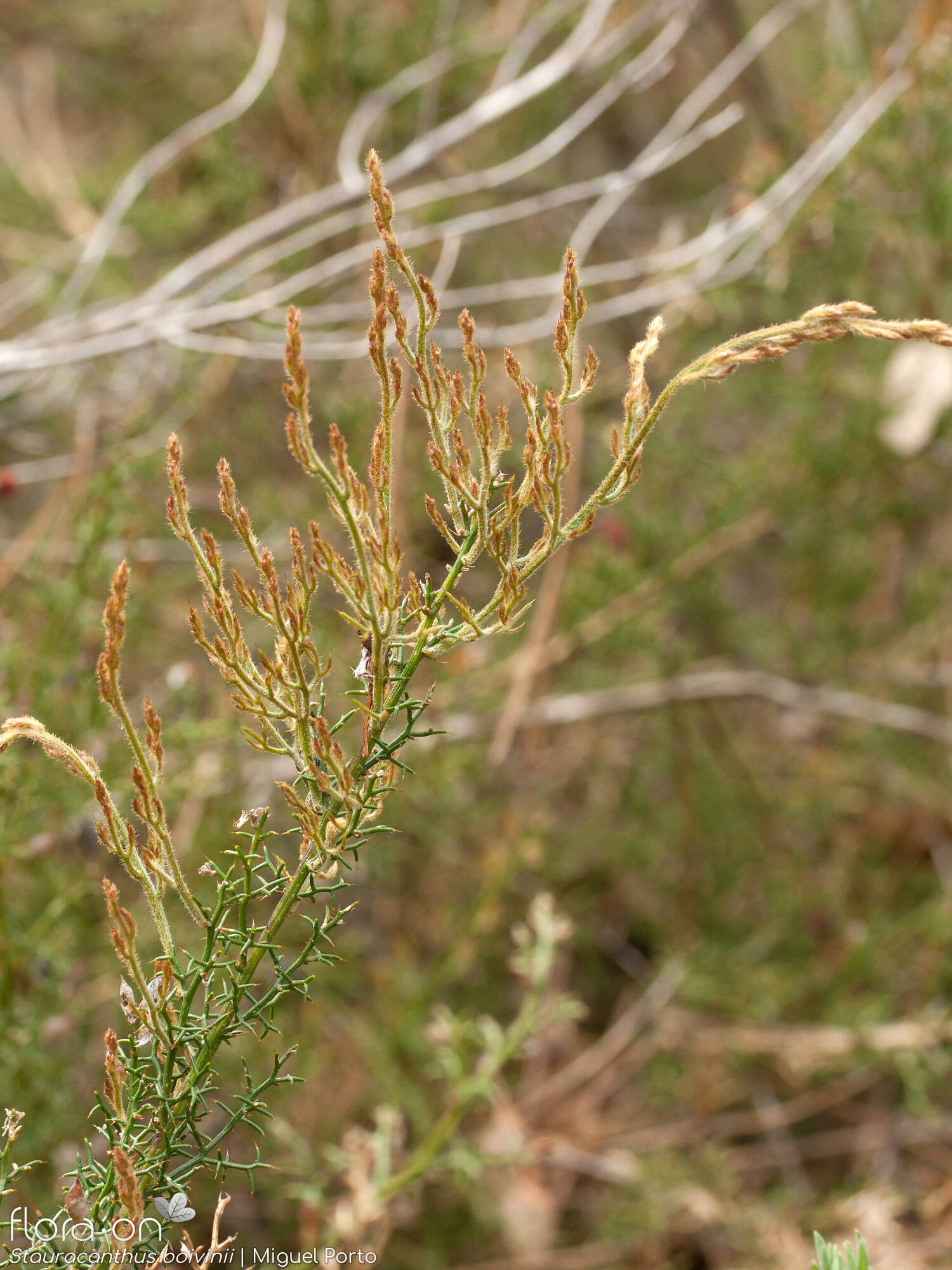 Stauracanthus boivinii - Ramo | Miguel Porto; CC BY-NC 4.0