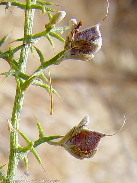 Stauracanthus boivinii - Fruto | Carlos Aguiar; CC BY-NC 4.0
