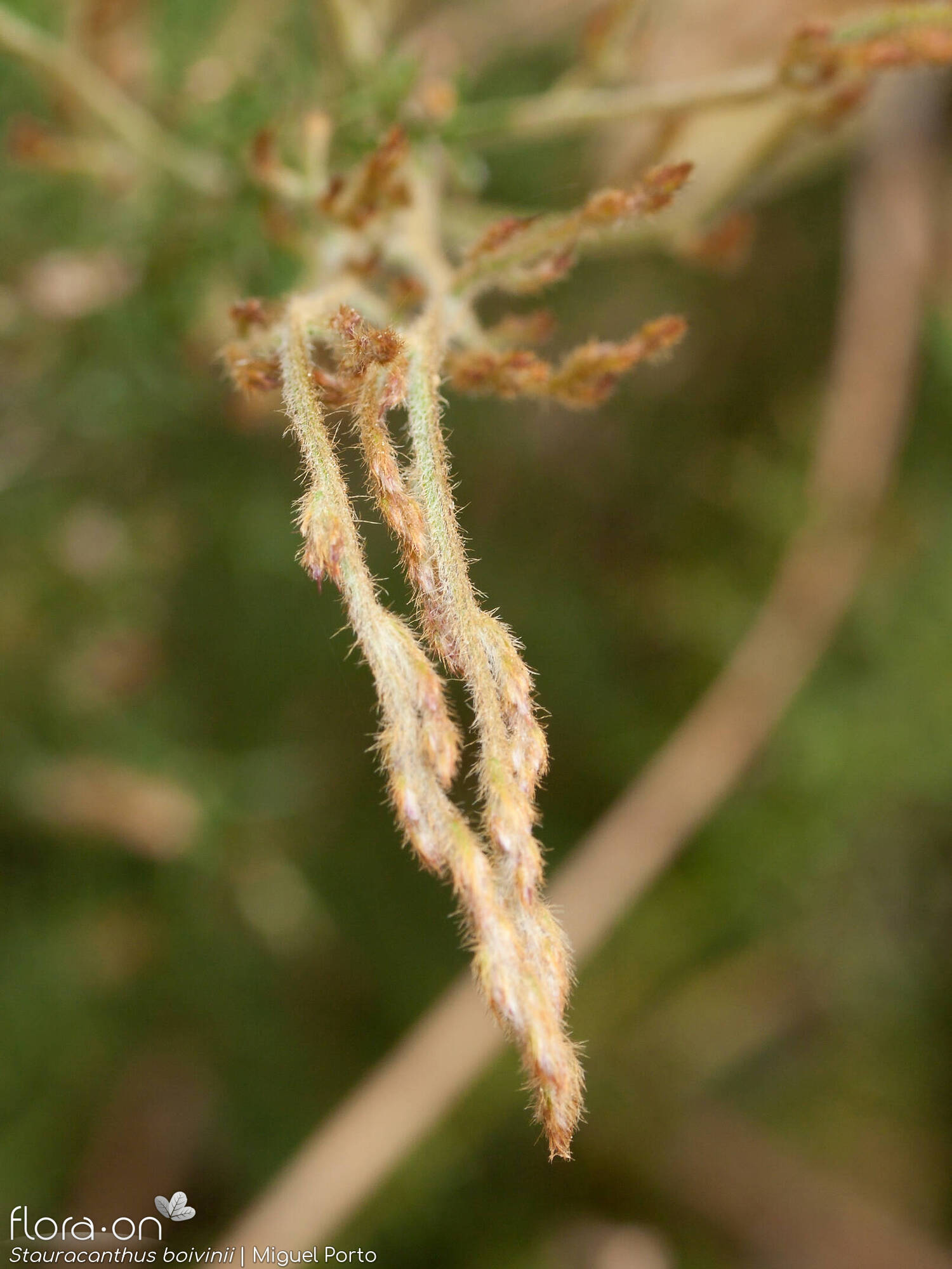 Stauracanthus boivinii - Caule | Miguel Porto; CC BY-NC 4.0