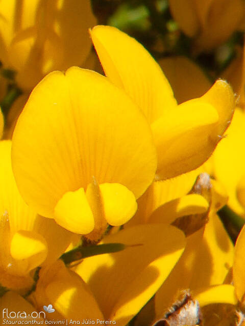 Stauracanthus boivinii - Flor (close-up) | Ana Júlia Pereira; CC BY-NC 4.0