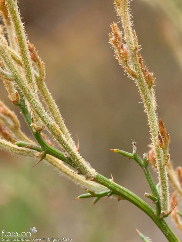 Stauracanthus boivinii - Caule | Miguel Porto; CC BY-NC 4.0