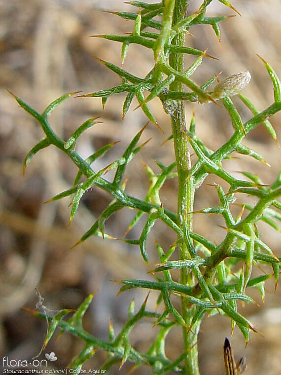 Stauracanthus boivinii - Folha | Carlos Aguiar; CC BY-NC 4.0