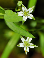 Stellaria alsine