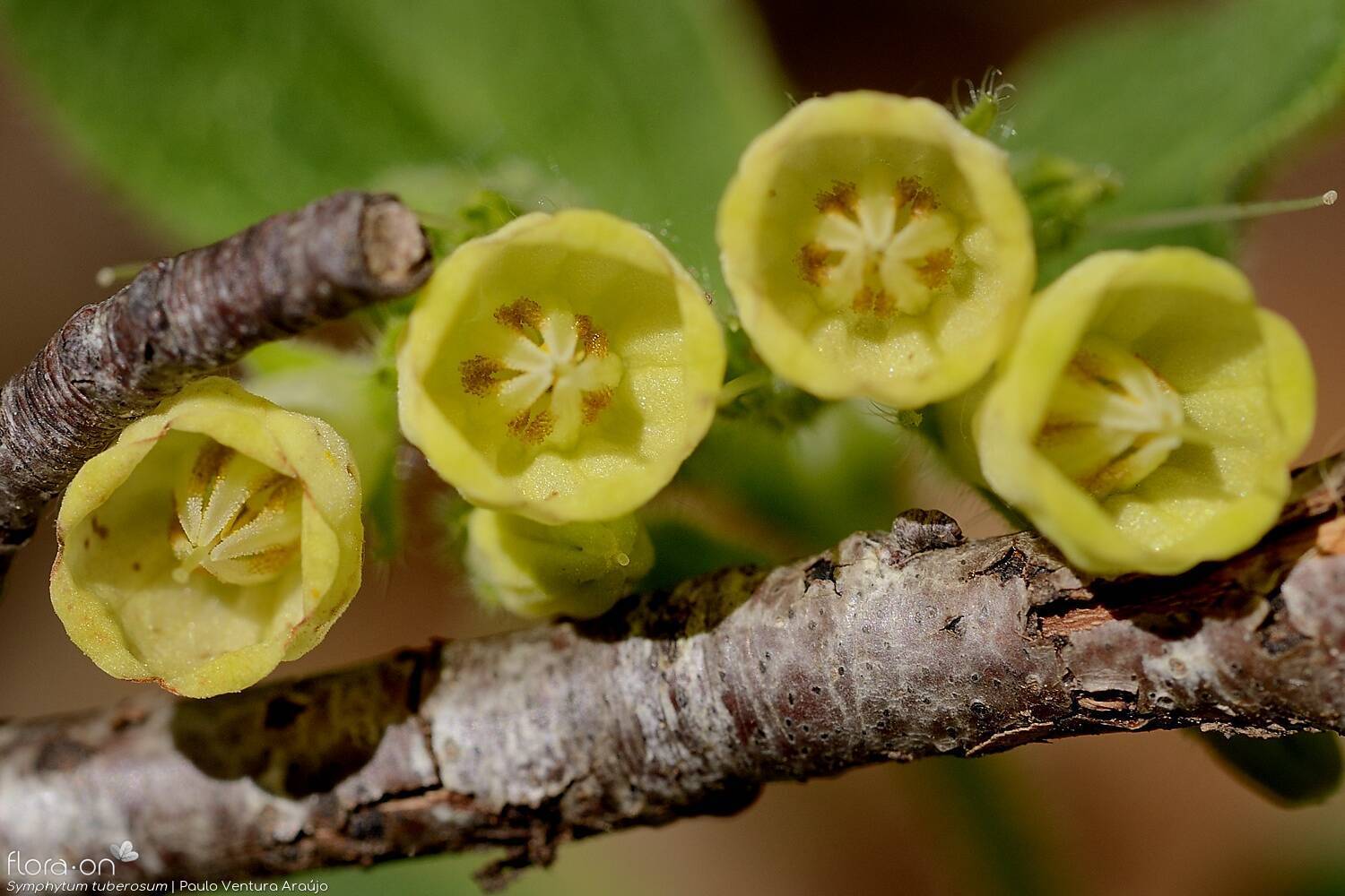 Symphytum tuberosum - Flor (close-up) | Paulo Ventura Araújo; CC BY-NC 4.0