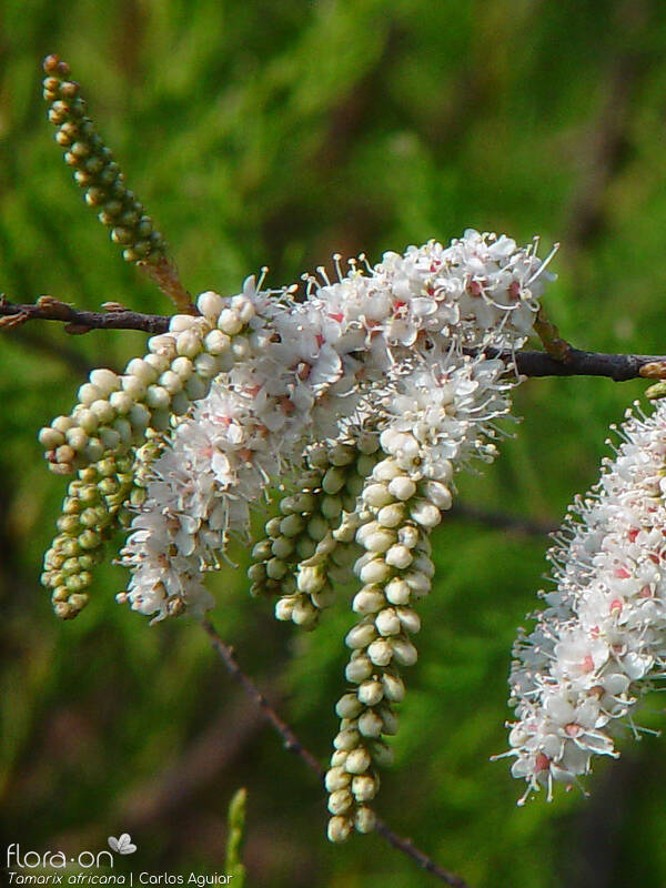 Tamaricaceae