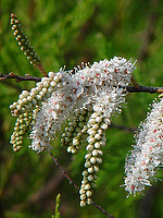 Tamarix africana