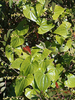 Tamus communis