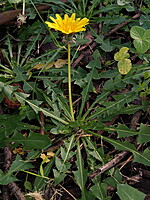Taraxacum marginellum