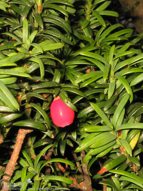 Taxaceae
