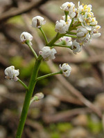 Teesdalia coronopifolia