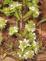Teucrium haenseleri