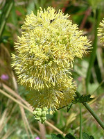 Thalictrum speciosissimum