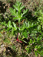 Thapsia nitida