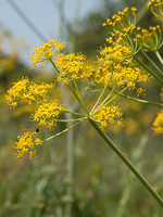 Thapsia transtagana