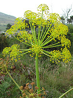 Thapsia villosa