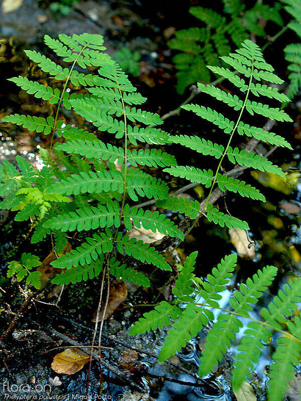 Thelypteridaceae
