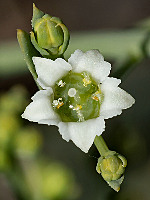 Thesium humifusum