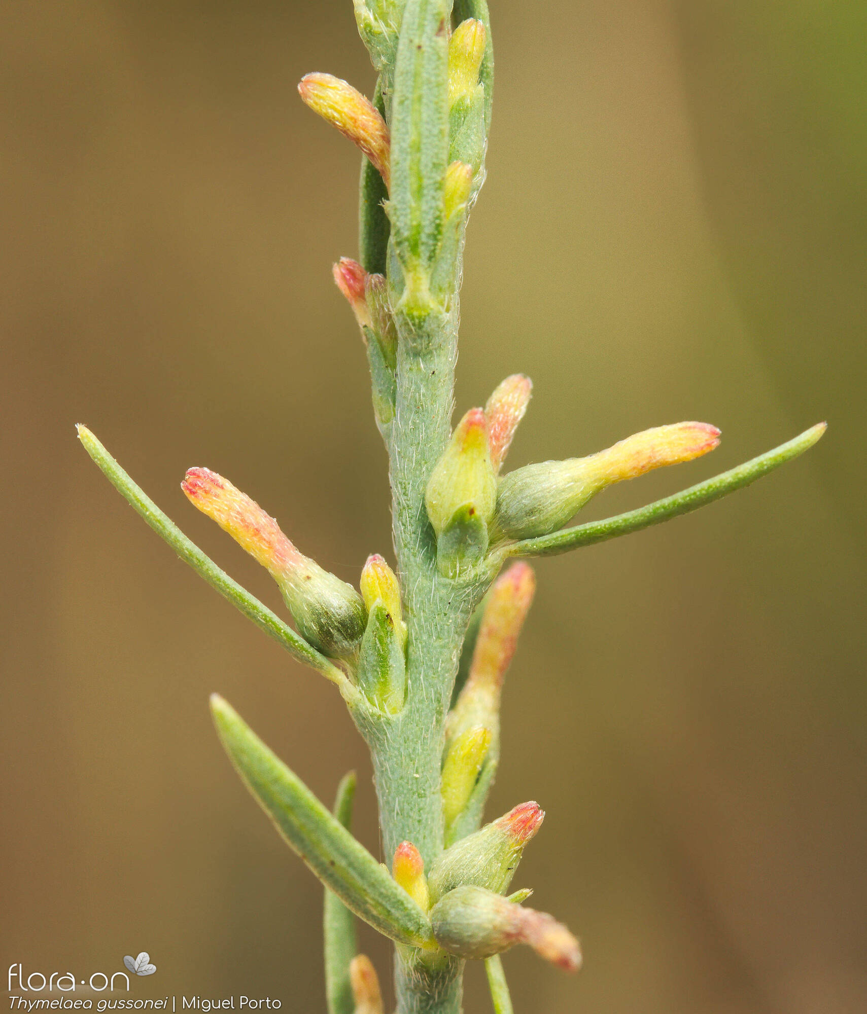 Thymelaea gussonei - Flor (close-up) | Miguel Porto; CC BY-NC 4.0