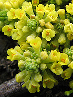 Thymelaeaceae