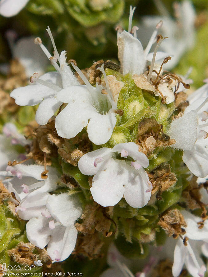Thymus carnosus - Flor (close-up) | Ana Júlia Pereira; CC BY-NC 4.0