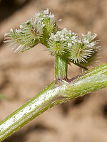 Torilis nodosa