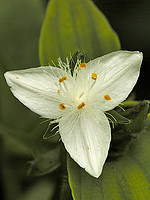 Tradescantia fluminensis