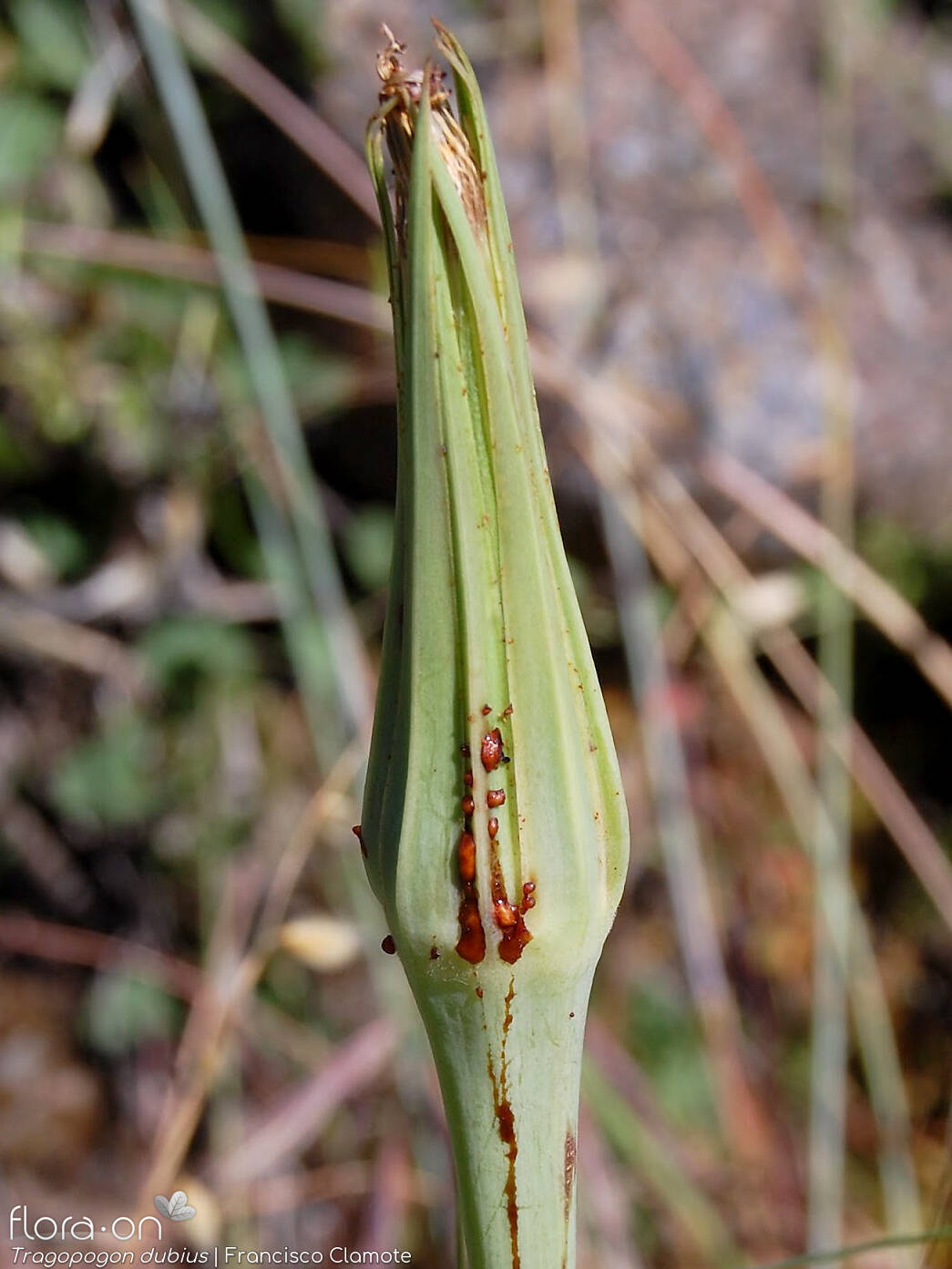 Tragopogon dubius - Bráctea | Francisco Clamote; CC BY-NC 4.0