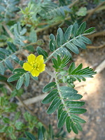 Tribulus terrestris