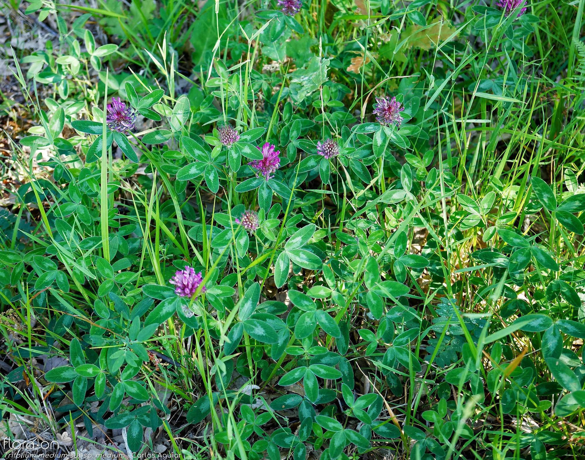 Trifolium medium medium - Hábito | Carlos Aguiar; CC BY-NC 4.0