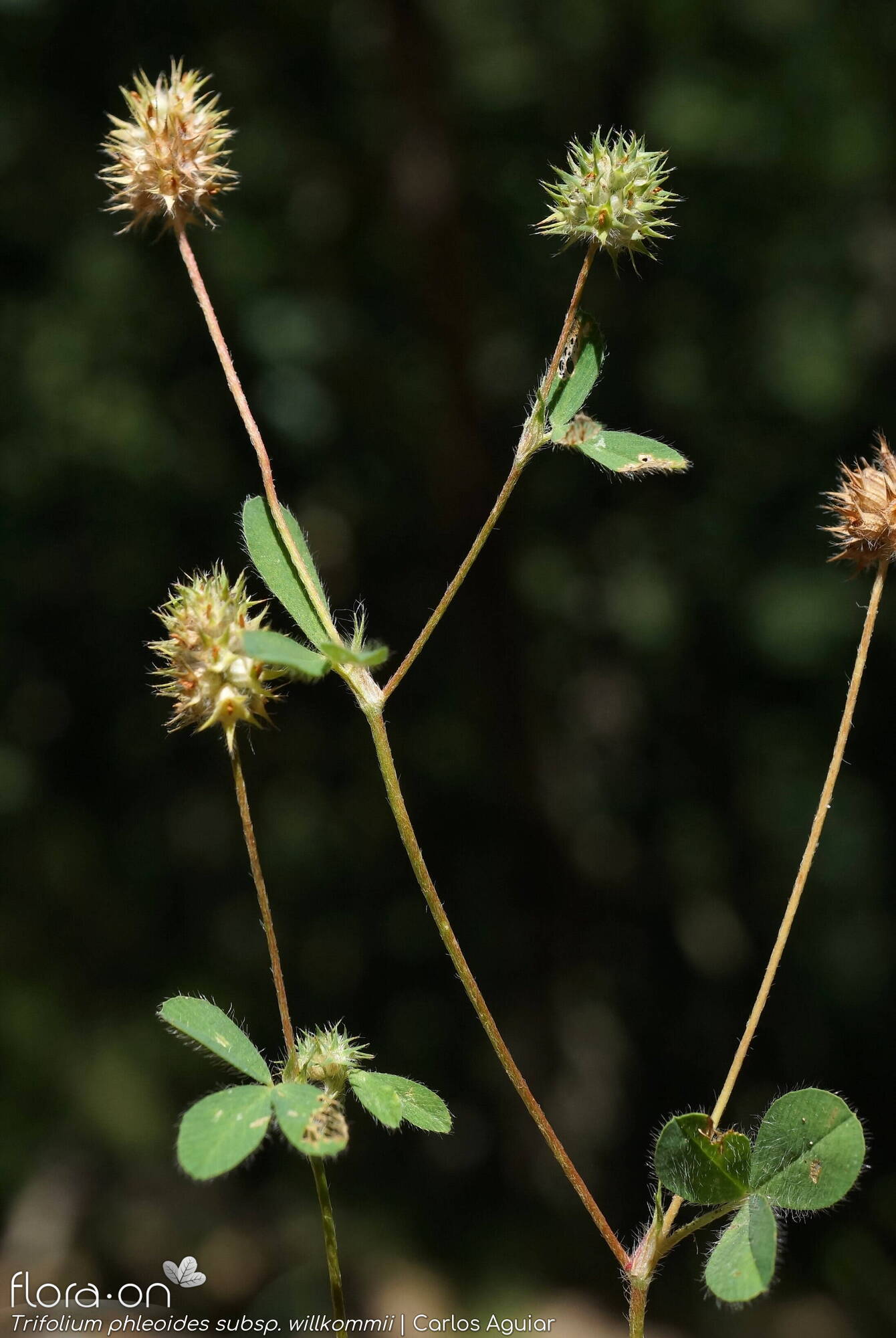 Trifolium phleoides willkommii - Flor (geral) | Carlos Aguiar; CC BY-NC 4.0