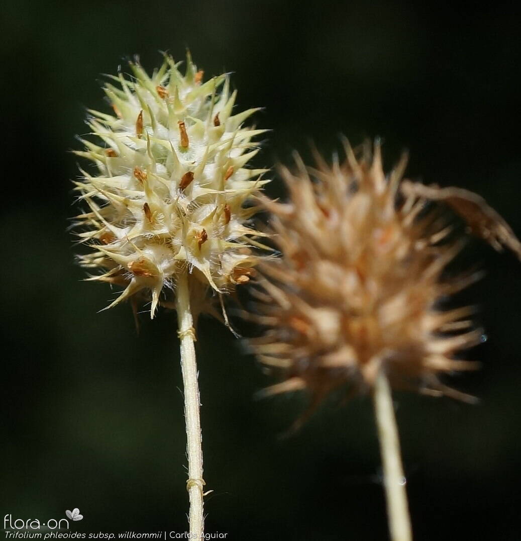 Trifolium phleoides willkommii - Flor (geral) | Carlos Aguiar; CC BY-NC 4.0