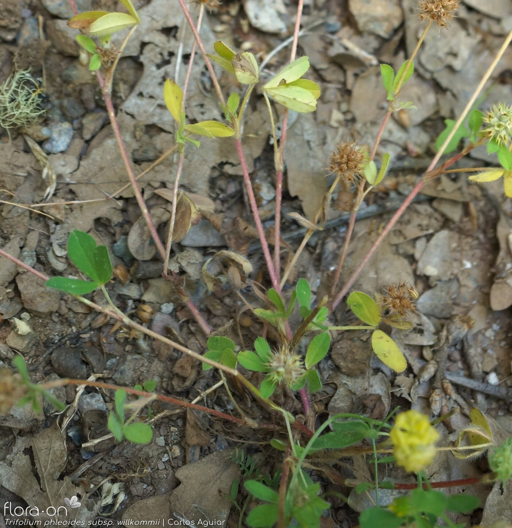 Trifolium phleoides willkommii - Folha (geral) | Carlos Aguiar; CC BY-NC 4.0