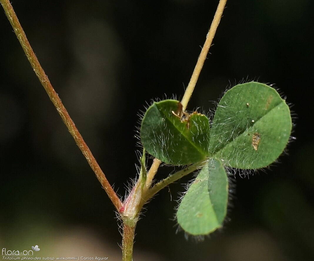 Trifolium phleoides willkommii - Folha | Carlos Aguiar; CC BY-NC 4.0