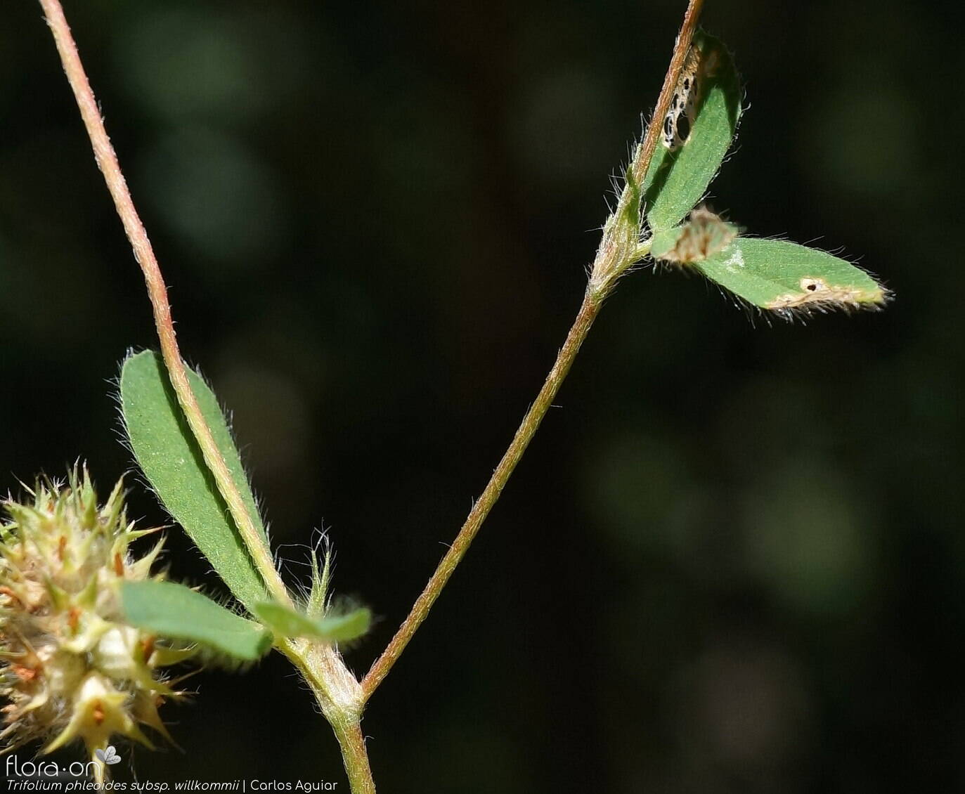 Trifolium phleoides willkommii - Caule | Carlos Aguiar; CC BY-NC 4.0