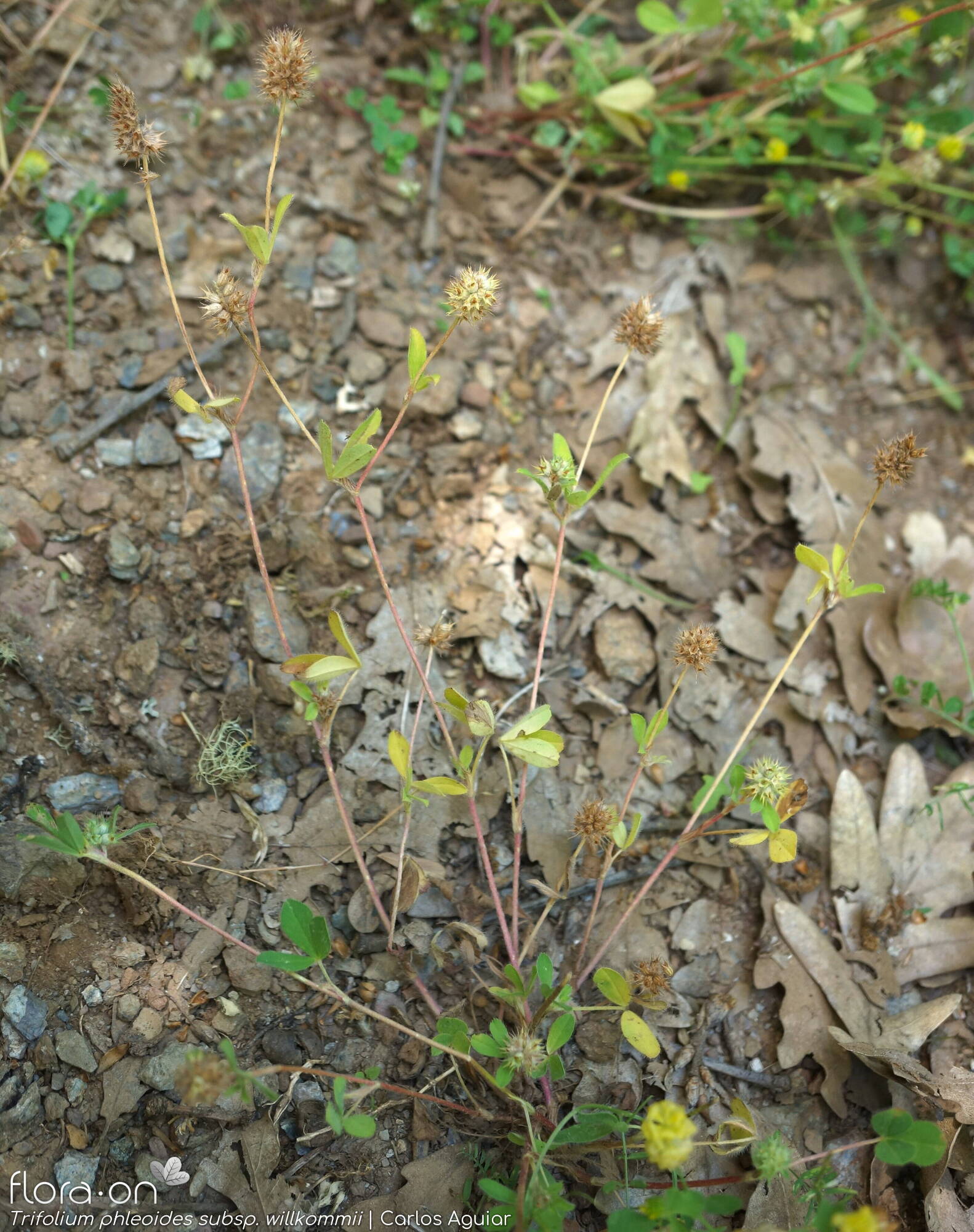 Trifolium phleoides willkommii - Hábito | Carlos Aguiar; CC BY-NC 4.0