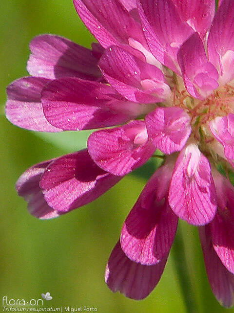 Trifolium resupinatum - Flor (close-up) | Miguel Porto; CC BY-NC 4.0