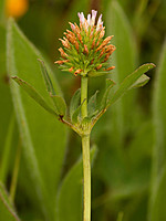 Trifolium squamosum