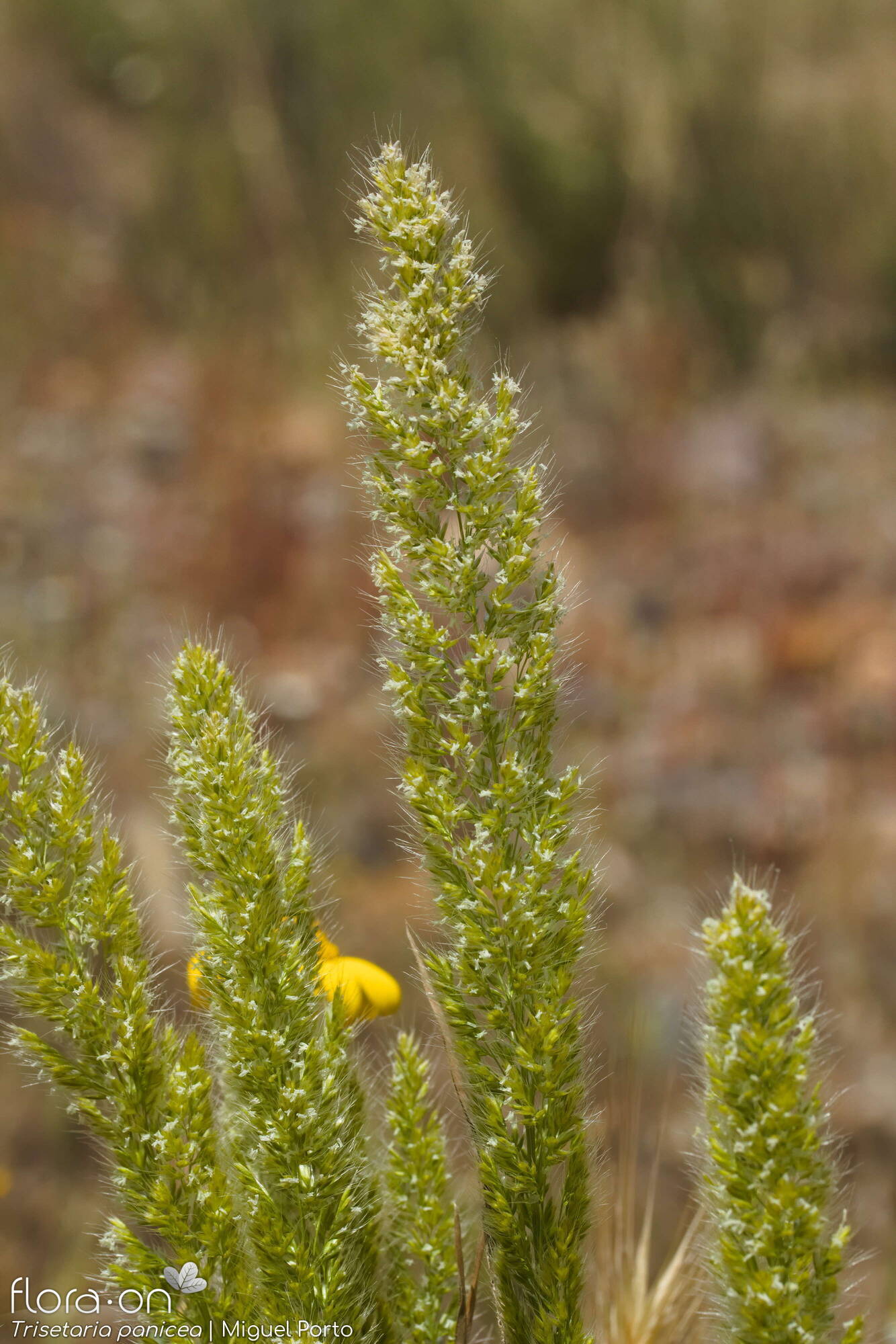 Trisetaria panicea - Flor (geral) | Miguel Porto; CC BY-NC 4.0