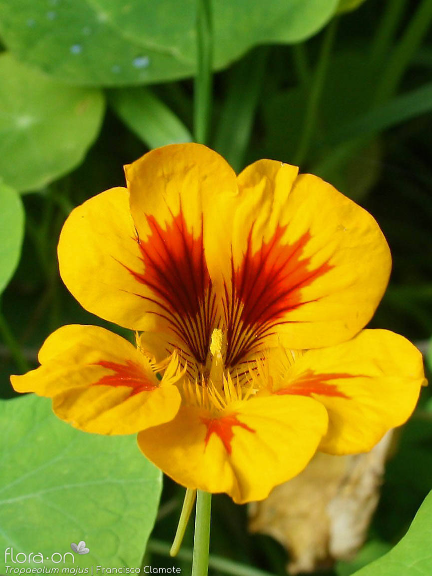 Tropaeolaceae