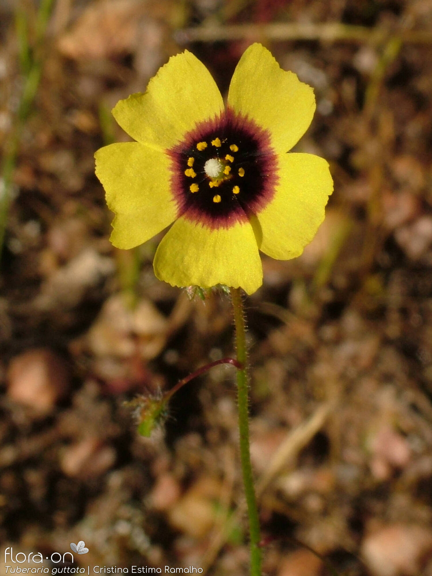 Tuberaria guttata - Flor (close-up) | Cristina Estima Ramalho; CC BY-NC 4.0