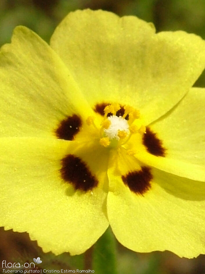 Tuberaria guttata - Flor (close-up) | Cristina Estima Ramalho; CC BY-NC 4.0