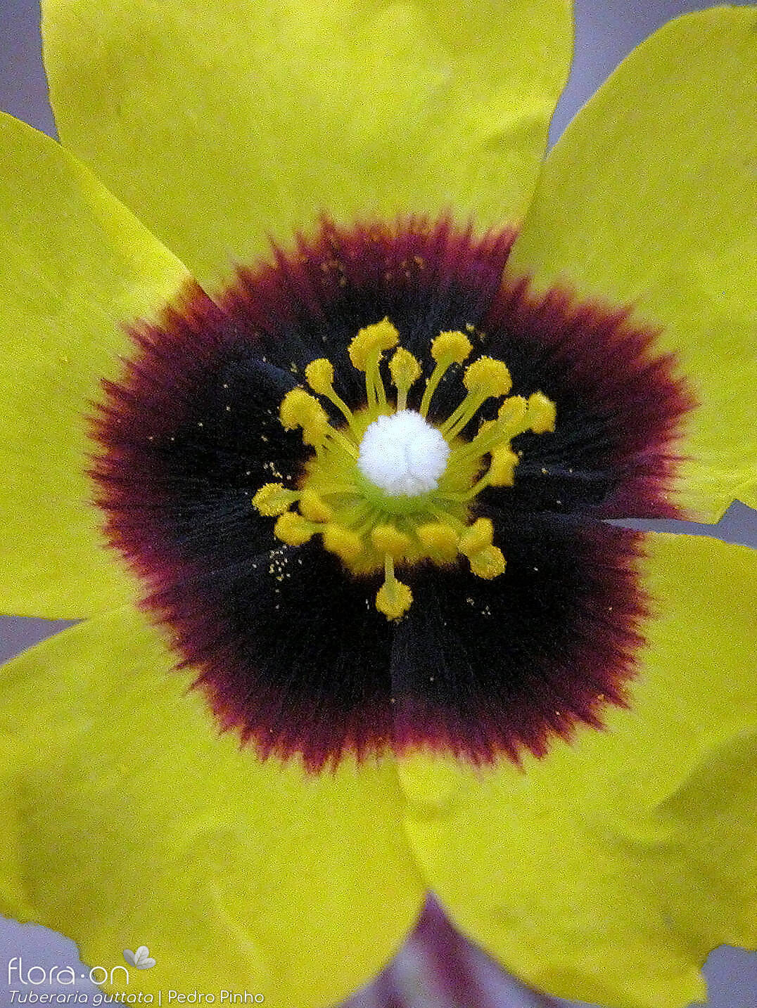 Tuberaria guttata - Flor (close-up) | Pedro Pinho; CC BY-NC 4.0