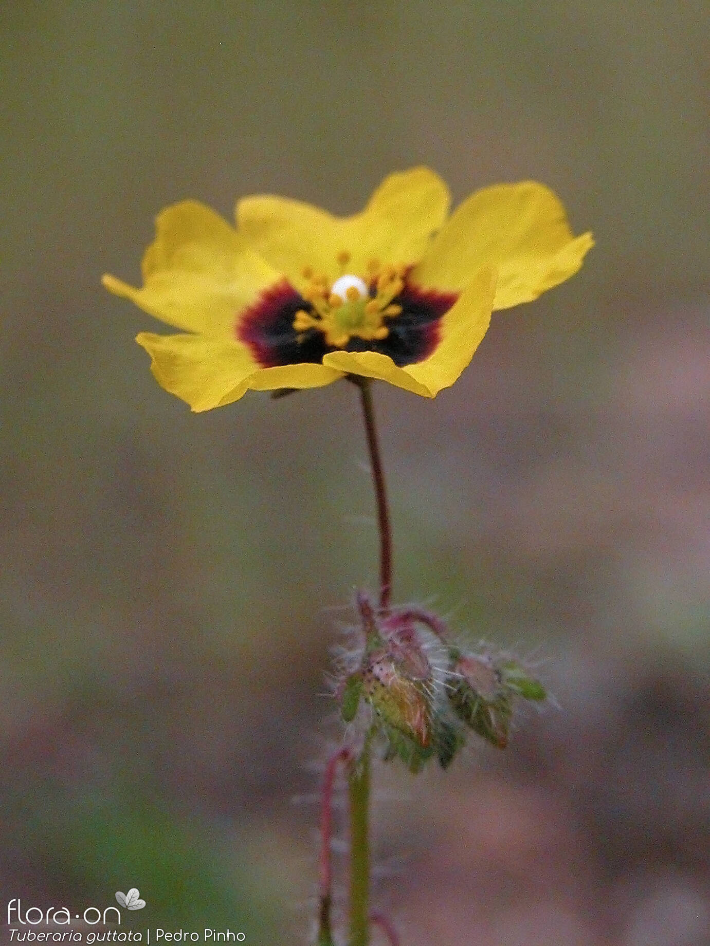 Tuberaria guttata - Flor (close-up) | Pedro Pinho; CC BY-NC 4.0