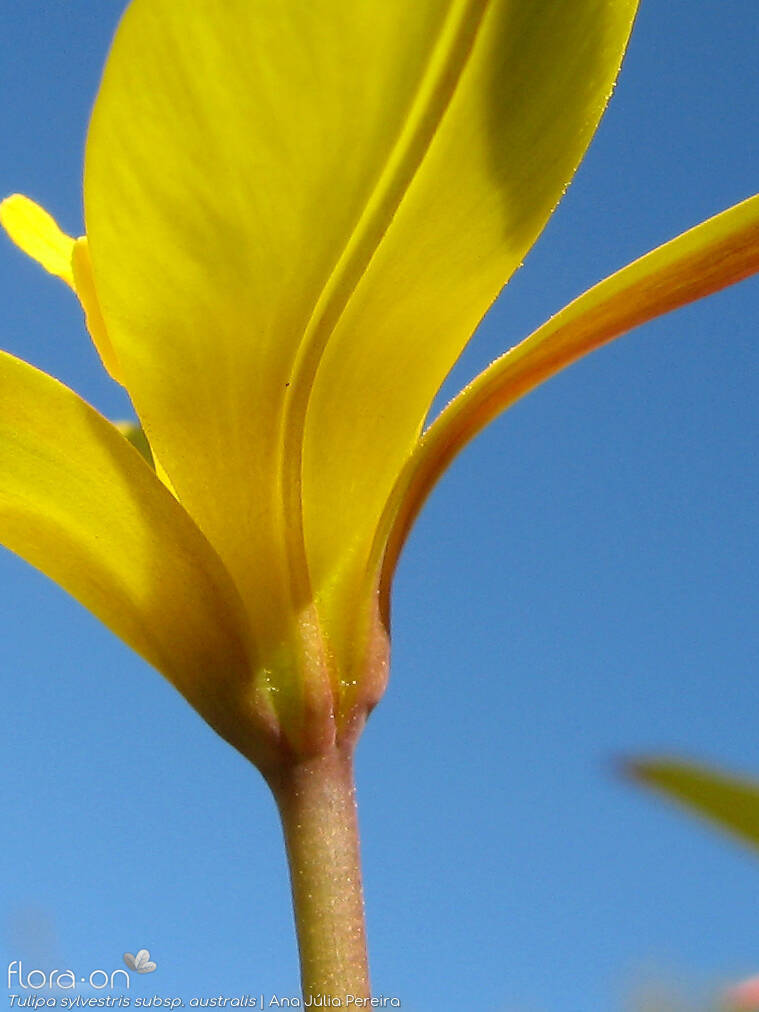 Tulipa sylvestris australis - Flor (close-up) | Ana Júlia Pereira; CC BY-NC 4.0