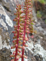 Umbilicus rupestris