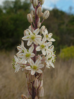 Urginea maritima