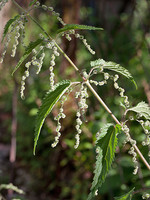 Urticaceae